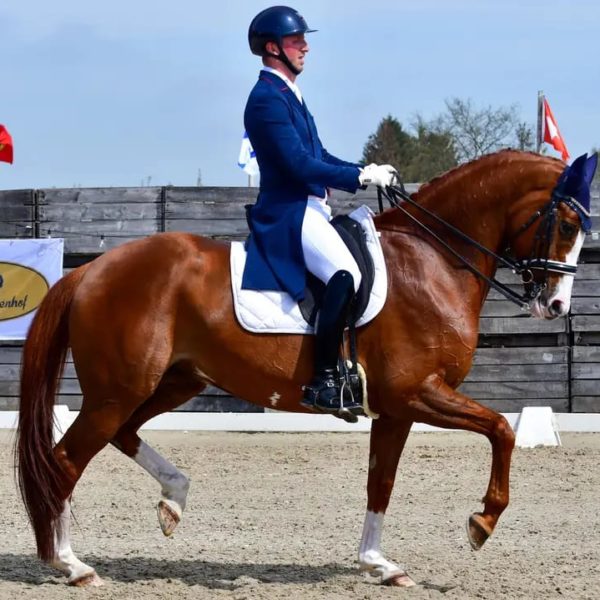 Dressage