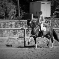 Cour-de-dressage-