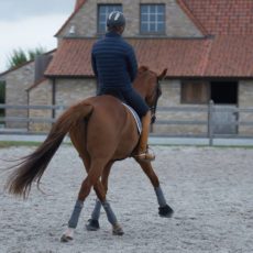 Cour-de-dressage-3-