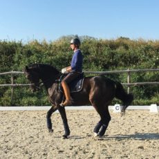 Cour-de-dressage-4